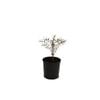 140mm White Myrtle - Hypocalymma angustifolium