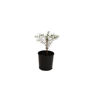 140mm White Myrtle - Hypocalymma angustifolium
