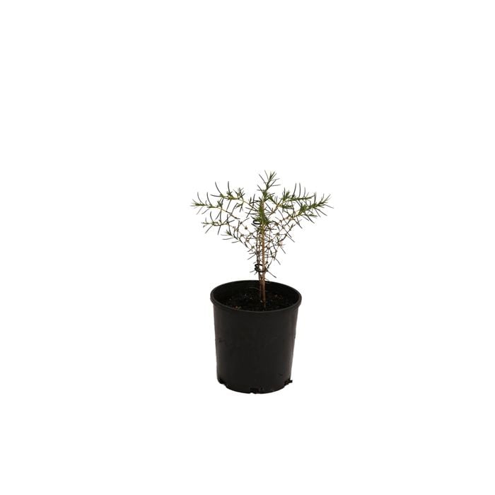 140mm White Myrtle - Hypocalymma angustifolium