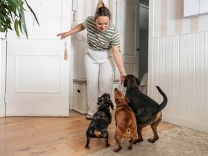A woman in a striped green top and white trousers stands in an open doorway, reaching down to three excitable small dogs on a timber floor