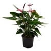 150mm Anthuriums Anouk -Anthurium andreanum