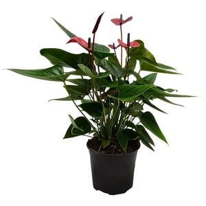 150mm Anthuriums Anouk -Anthurium andreanum