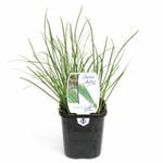 95mm Food for Life Range Chives Garlic - Allium tuberosum