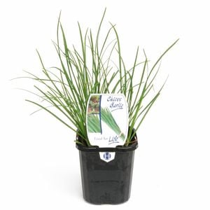 95mm Food for Life Range Chives Garlic - Allium tuberosum