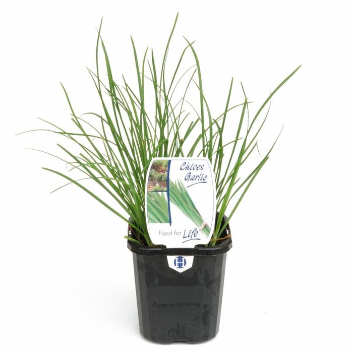 95mm Food for Life Range Chives Garlic - Allium tuberosum