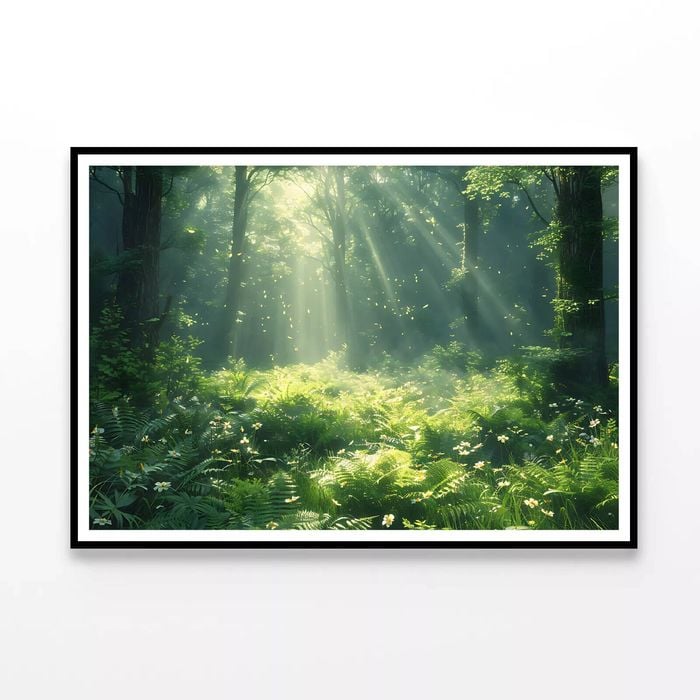 Morning in the Forest  Print 100% Australian Made 120x90cm  (Poster)