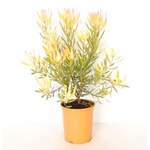 150mm Leucadendron Cream Delight - Leucadendron salignum x laureolum 'cream delight'