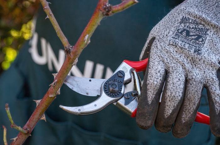 Removing canes crossing over one another using secateurs.