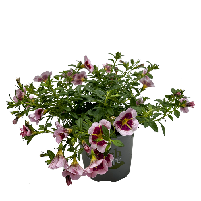 130mm Calibrachoa Tik Tok - Calibrachoa hybrida