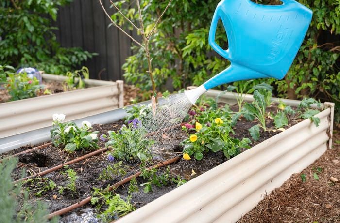 A person watering the plants in the morning.