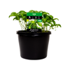 180mm Basil Sweet - Ocimum basilicum