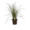 200mm Lomandra Longifolia - Lomandra longifolia