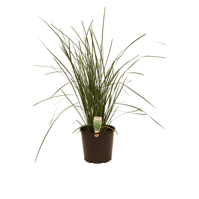 200mm Lomandra Longifolia - Lomandra longifolia
