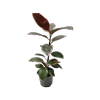 150mm Rubber Plant - Ficus elastica Ruby