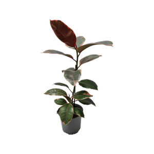 150mm Rubber Plant - Ficus elastica Ruby