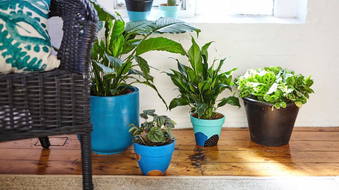 Indoor fern in a colourful pot.