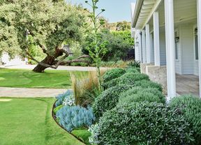 A beautifully landscaped garden with a large tree, manicured lawn, diverse plants and a white house with a verandah.