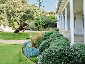 A beautifully landscaped garden with a large tree, manicured lawn, diverse plants and a white house with a verandah.