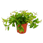 95mm Peperomia Rocca Verde - Peperomia angulata Rocca Verde