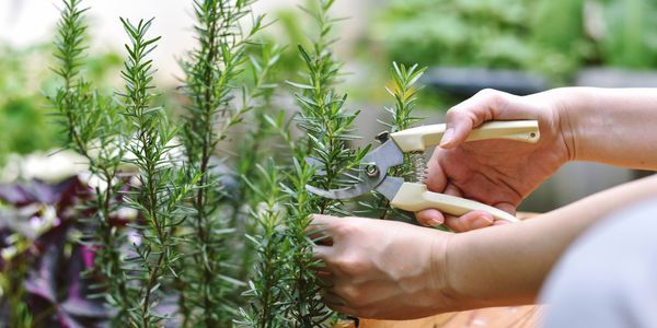 Close-up of hands harvesting fresh rosemary sprigs with garden secateurs in a lush herb garden.