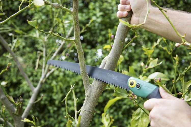Cutting a branch with a Cyclone saw