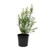 200mm Pittosporum Green Pillar