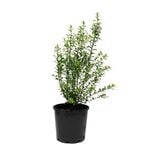 200mm Pittosporum Green Pillar