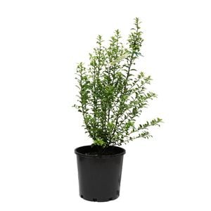 200mm Pittosporum Green Pillar
