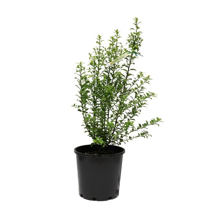 200mm Pittosporum Green Pillar