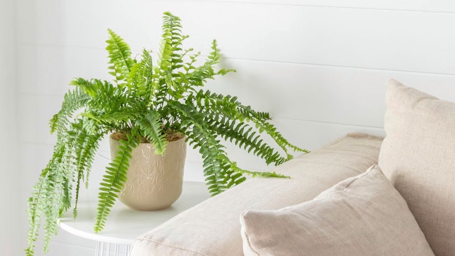 Borralheira
  20cm Sand Palm Indoor Plant Pot 0428713