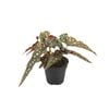 120mm Begonia Black Forest PBR - Begonia