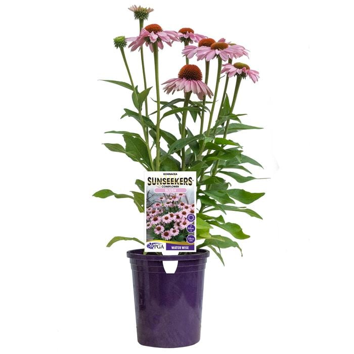 PLANT-ECHINACEA 140MM BLUSH SUNSEEKERS