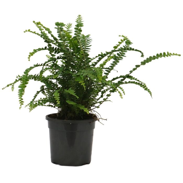 120mm Duffi Fern - Nephrolepis cordifolia