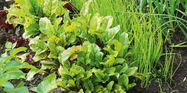 Vegetable patch
