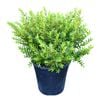 4L Hebe - Hebe Diosmifolia Mauve