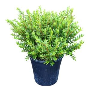 4L Hebe - Hebe Diosmifolia Mauve