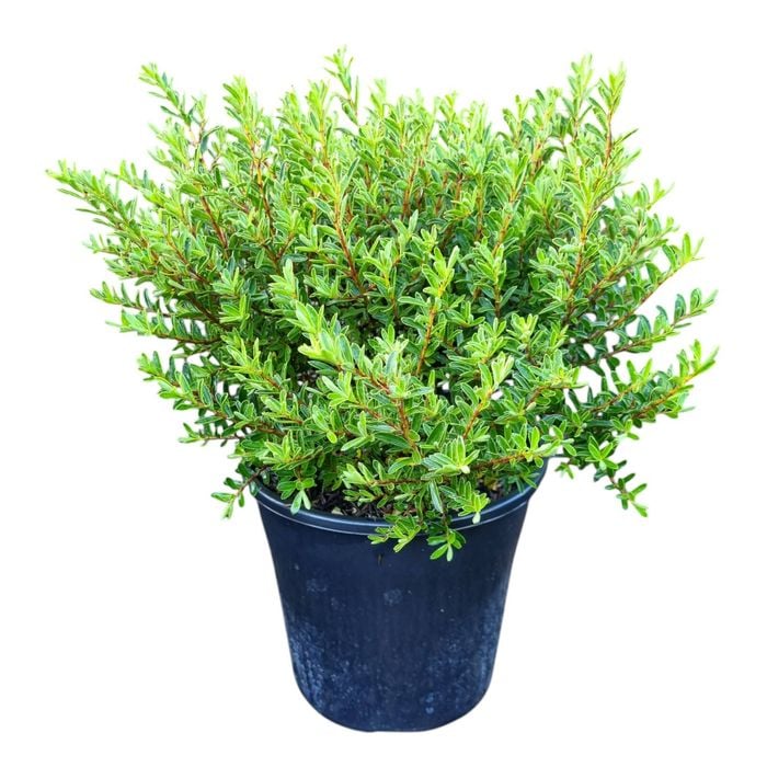 4L Hebe - Hebe Diosmifolia Mauve