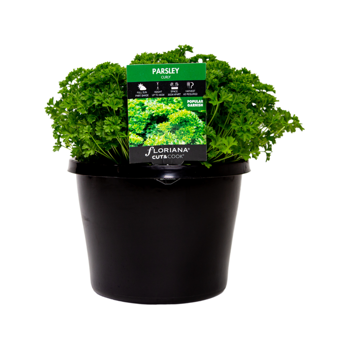 180mm Parsley Curly - Petroselinum crispum