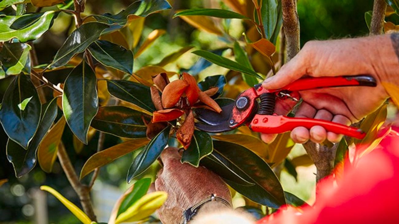 Using secateurs to prune a bush