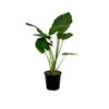 240mm Giant Taro - Alocacia macrorrhizos
