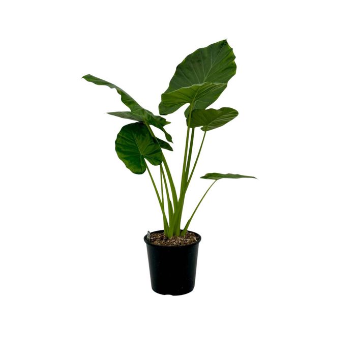 240mm Giant Taro - Alocacia macrorrhizos