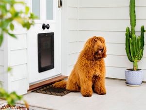 Brown colour doodle dog sitting in front of a main door.