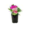 1.5L Colourwave Petunia Sumo - Petunia