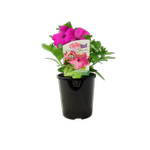 1.5L Colourwave Petunia Sumo - Petunia