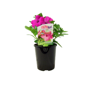 1.5L Colourwave Petunia Sumo - Petunia