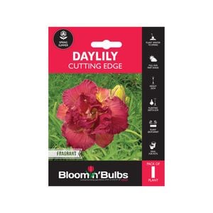 Bloomin' Bulbs Summer Red Daylily Cutting Edge - 1 Pack
