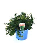 140mm Climbing Fig - Ficus Pumila