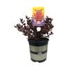 2.5L Coprosma Pacific Sunset - Coprosma repens