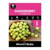 Bloomin' Bulbs Thornless Gooseberry - 1 Pack