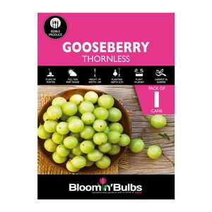 Bloomin' Bulbs Thornless Gooseberry - 1 Pack